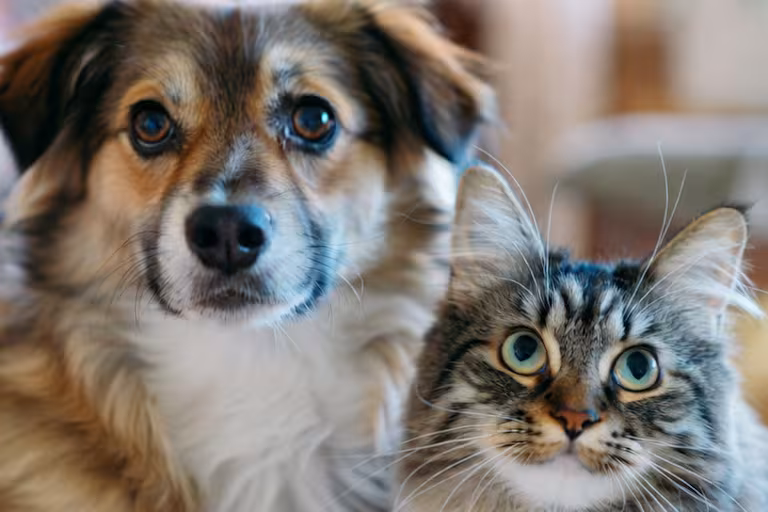 Perro y gato juntos